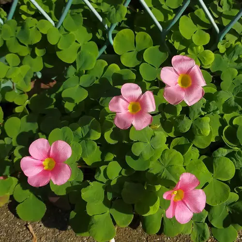 lovely Oxalis Varieties You Need to Plant