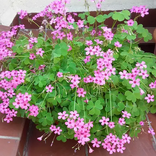 Amazing Oxalis Varieties You Need to Plant