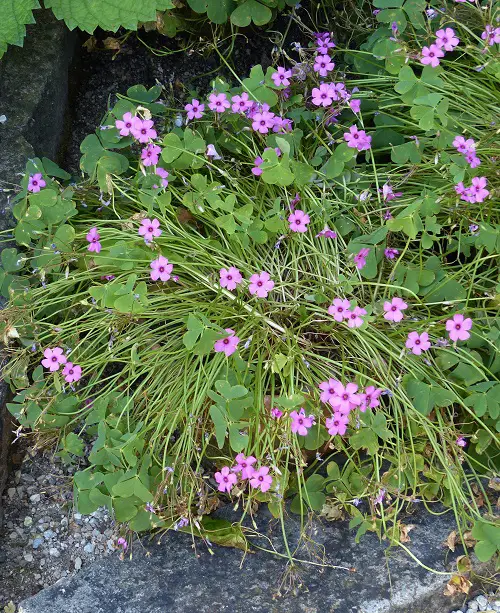 Ultimate Oxalis Species You Need to Plant