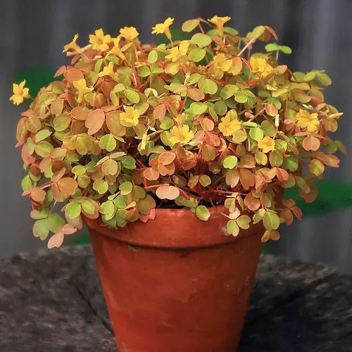 best Ultimate Oxalis Species You Need to Plant