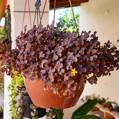 Oxalis Species You Need to Plant
