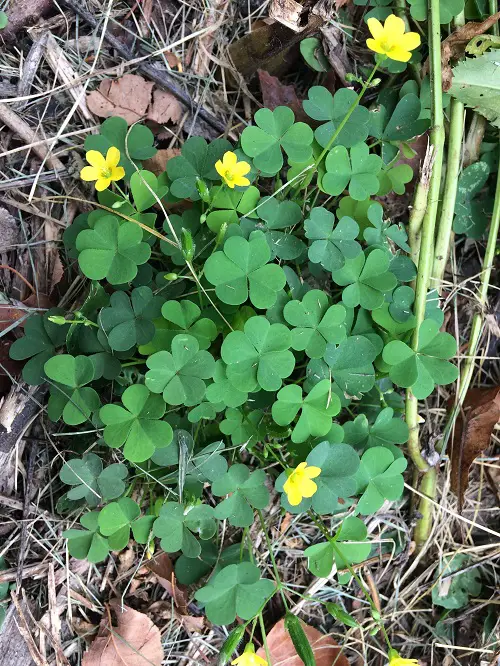 best Oxalis Species You Need to Plant