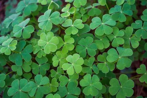 top Oxalis Species You Need to Plant