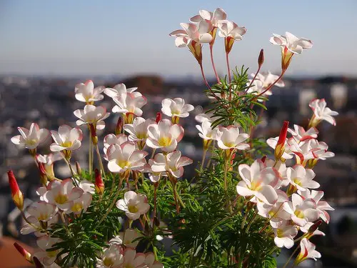 the Most Oxalis Varieties You Need to Plant