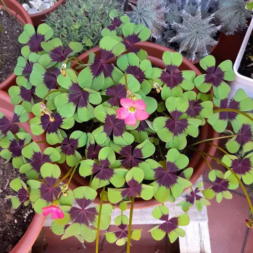 best the Most Oxalis Varieties You Need to Plant
