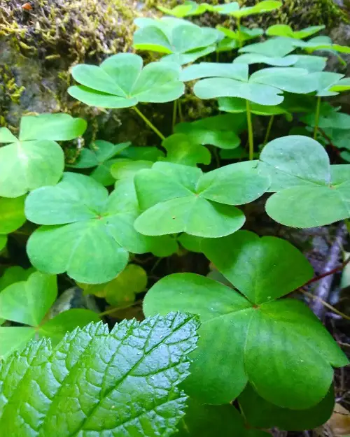 Oxalis Varieties You Must Grow