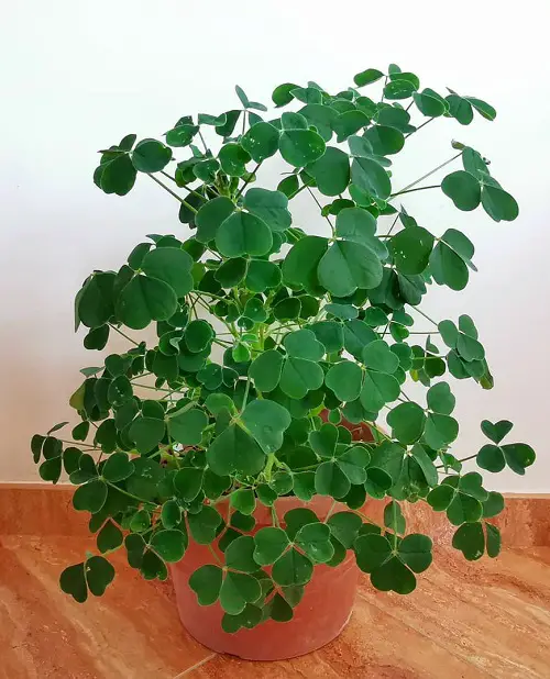 Best Oxalis Varieties You Must Grow