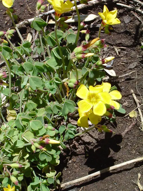 top Best Oxalis Varieties You Must Grow