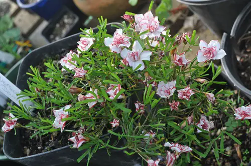 Colored Wood Sorrel oxalis in pot