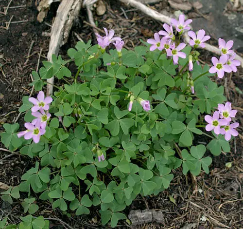 Best Oxalis Varieties You Must Grow in garden