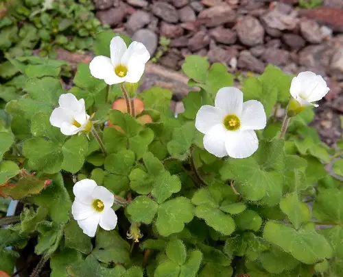 beautiful Oxalis Varieties You Must Grow