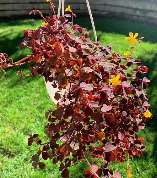 Oxalis Varieties You Must Grow