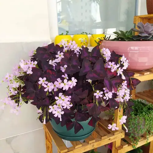 Indoor Plants that Produce Unusually Gorgeous Flowers
