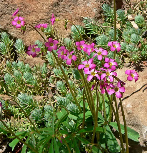 Best Oxalis Types You Need to Plant
