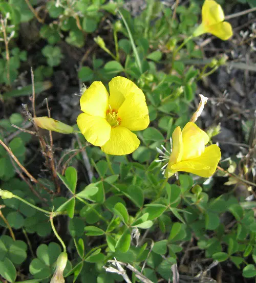 Oxalis Varieties You Need to Plant