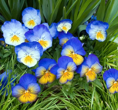 blooms in blue and yellow
