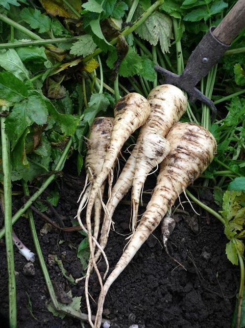 outdoor season vegetable 4