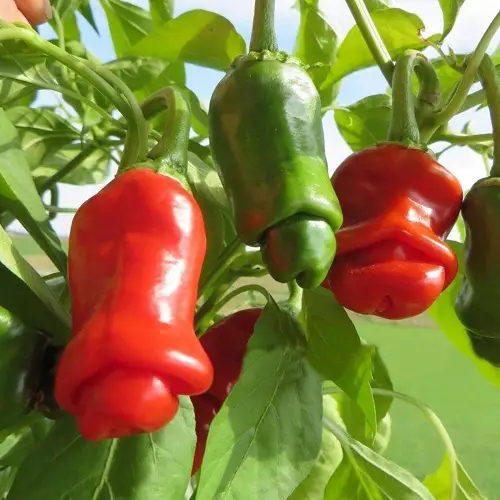 Plants that Look like Penis 4
