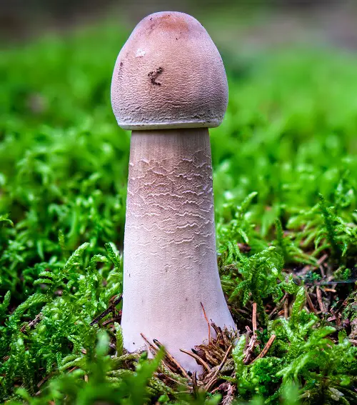 Amazing Plants with Penis-Like Structure