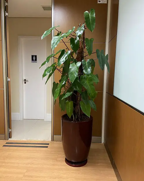 Marvelous Philodendrons You Will Truly Adore 4