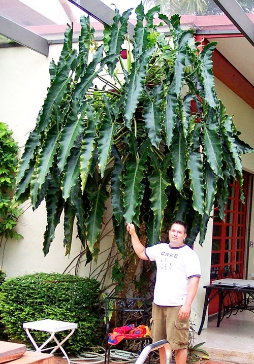 best Images of Houseplants That Look Like Tall Trees