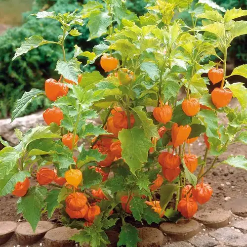 Fruits That Start With C in garden