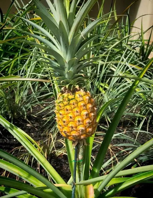 yellow Pineapple