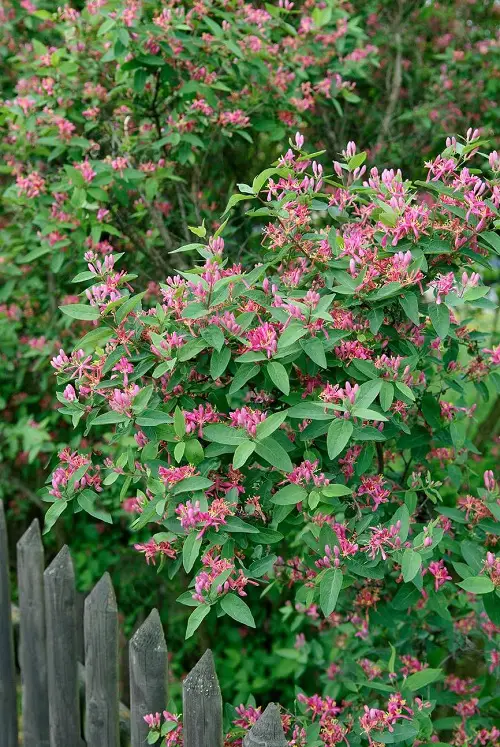 best Many Varieties of Honeysuckle That You Can Grow