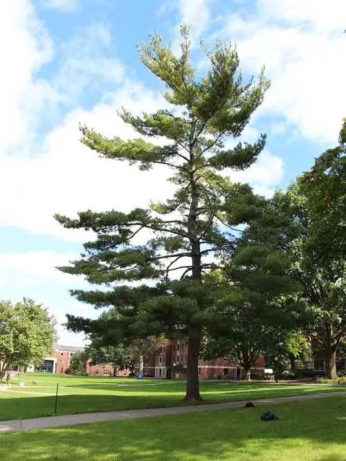 Top Trees for Pollution Reduction