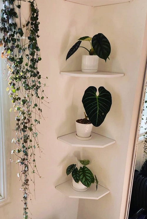 Plant Collection on the corner Shelves 2