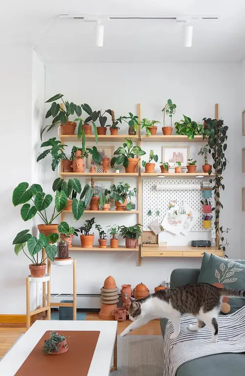 Clay planter Plant Collection on the Shelves