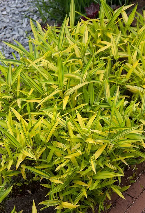 best Bamboo Types for Gardens and Container Gardens