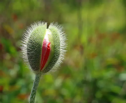 Flowers That Look Like Vaginas 1