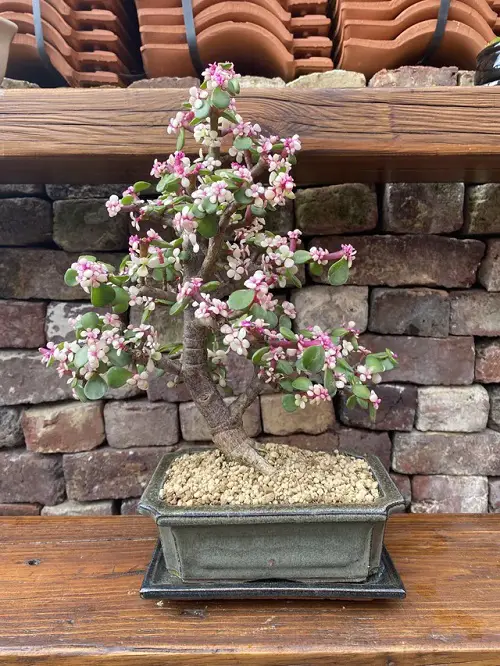 best Indoor Plants that Become Quick Easy Bonsai