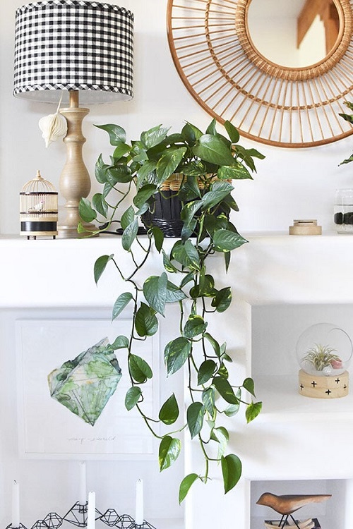 Best Tricks for Trailing Pothos