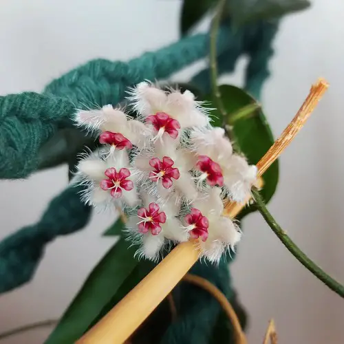 Propagating Hoya Caudata Sumatra from Cuttings