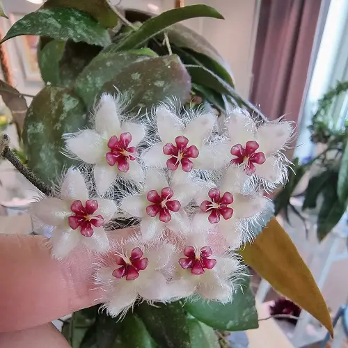 Requirements for Growing Hoya Caudata Sumatra