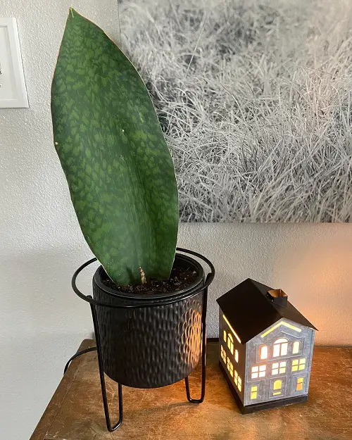Whale Fin Sansevieria Care