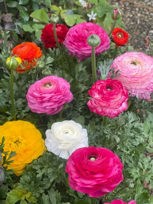 beautiful Flowers that Look like Peonies