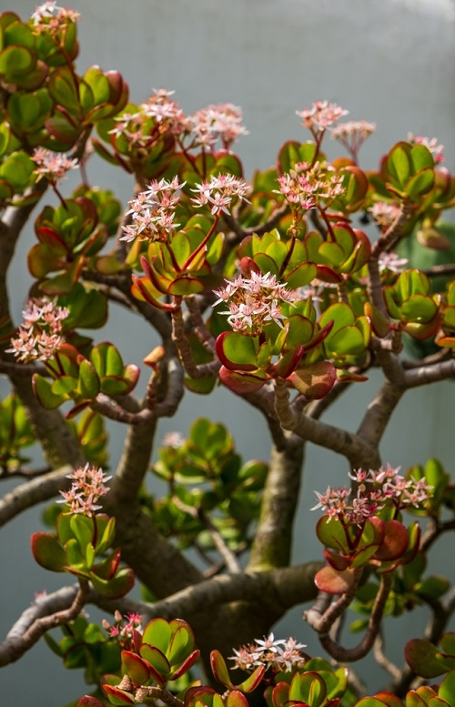 red coral jade with flower