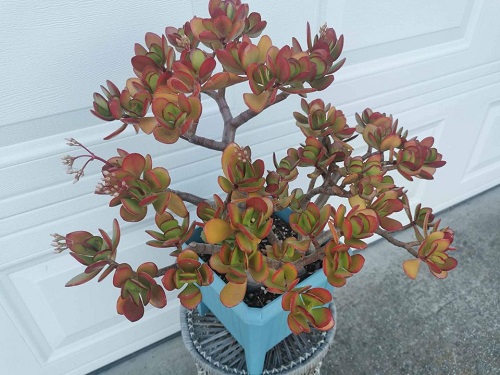 Red Dwarf Jade Plant with Flower
