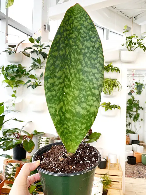 Requirements for Growing Whale Fin Sansevieria