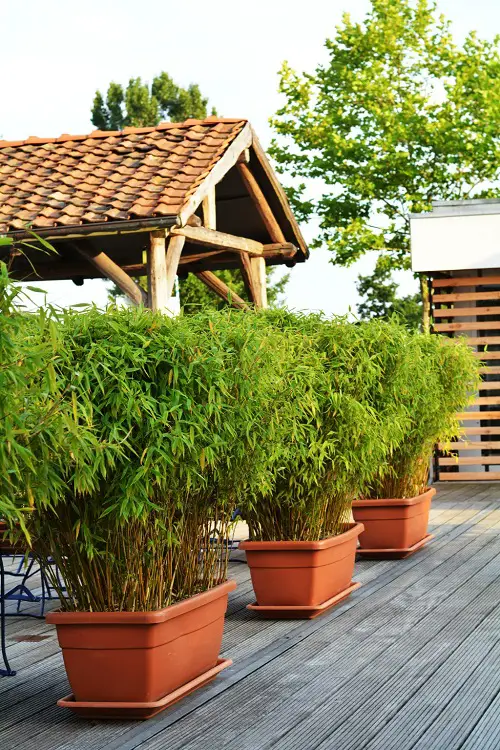 Bamboo Plant Types for Gardens and Containers in pot