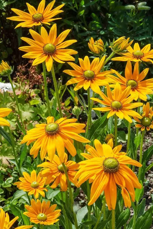 Rudbeckia Irish Eyes Flower look like eyes