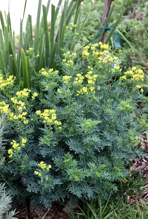 rue Plants to Avoid Planting with Sage