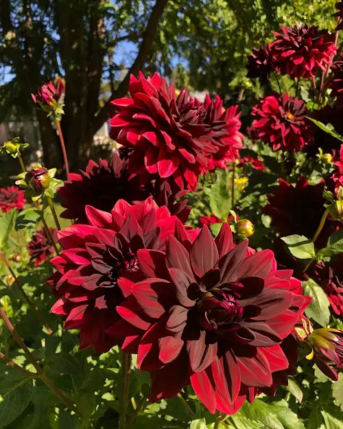 best Black Dahlia Flower Varieties