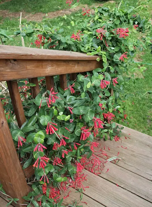 Types of Honeysuckle Varieties You Can Grow