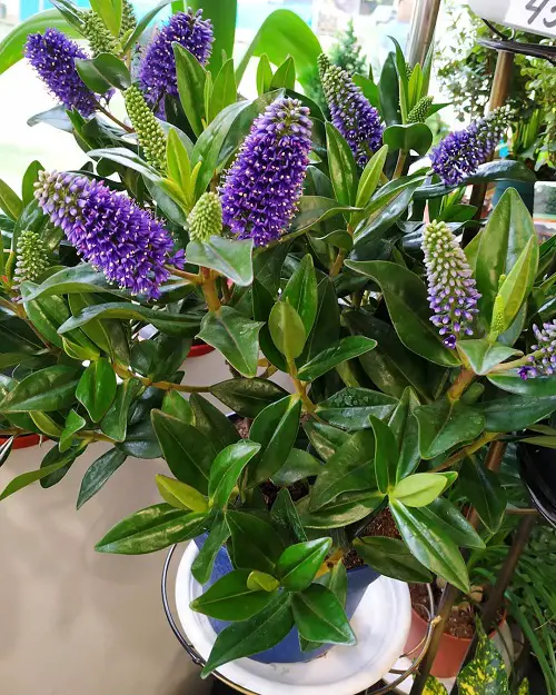 Sage Companion shrubby veronica