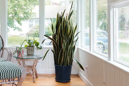 Images of Houseplants That Look Like Tall Trees
