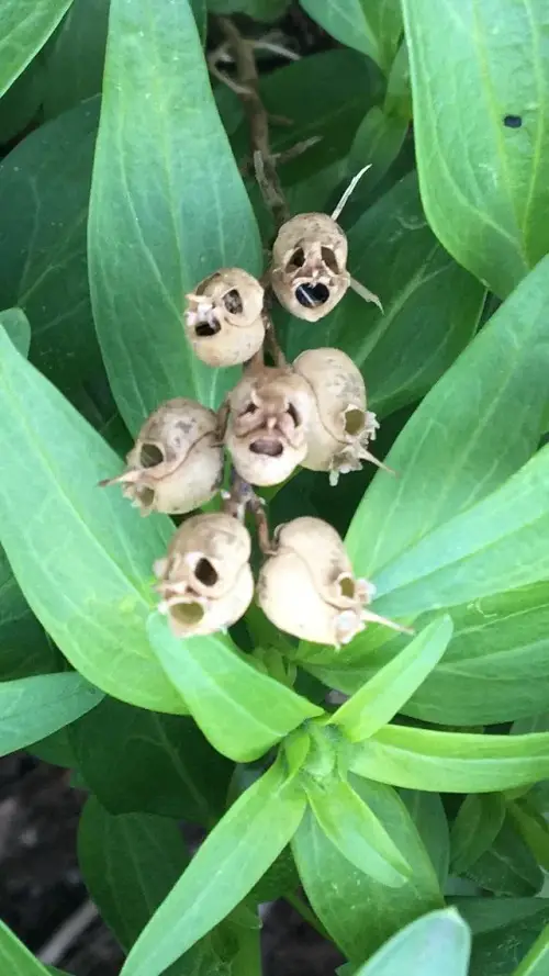Strange Flowers That Remind Me of Skulls